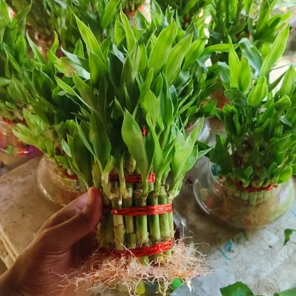 Lucky_Water_Bamboo_Live_Plants_4_Layers