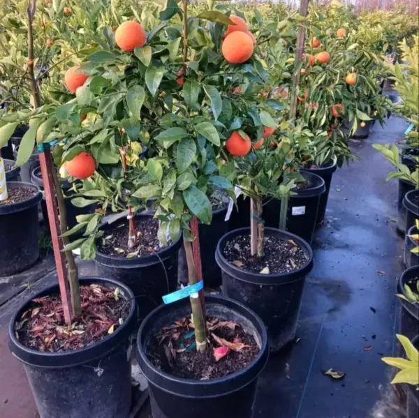 Moro_Blood_Orange_Grafted_Hybrid_Lemon_Fruit_Plant