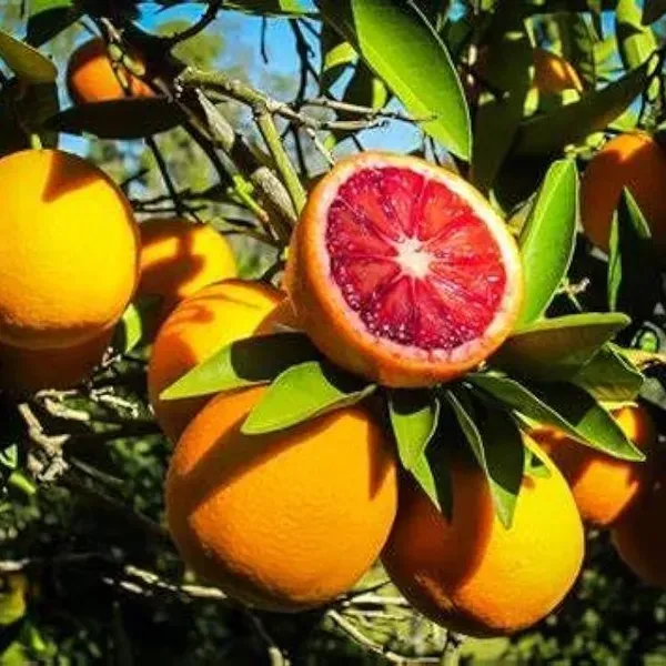 Moro_Blood_Orange_Grafted_Hybrid_Lemon_Fruit_Plant