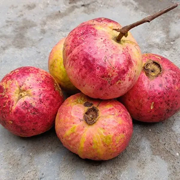 Allahabad_Surkha_Guava_Grafted_Fruit_Plants