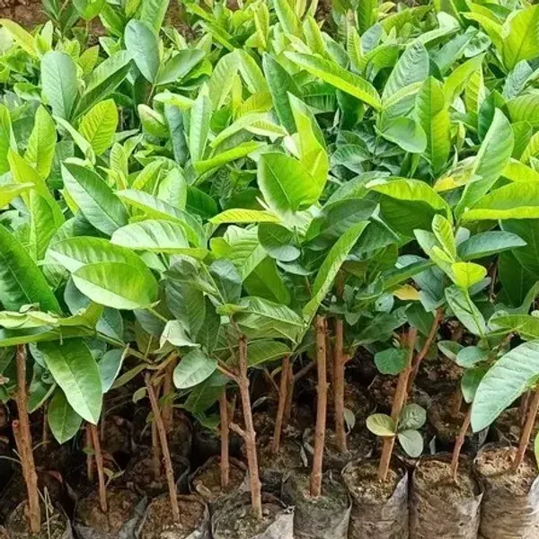 Allahabad_Surkha_Guava_Grafted_Fruit_Plants