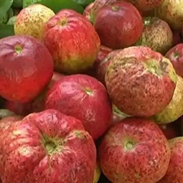 Allahabad_Surkha_Guava_Grafted_Fruit_Plants