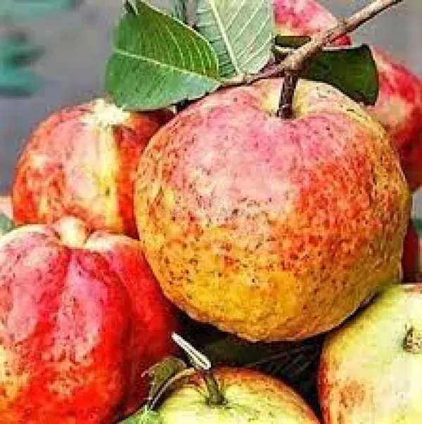 Allahabad_Surkha_Guava_Grafted_Fruit_Plants