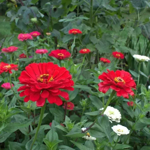 Zinnia_Flower_Plant_Red_For_Home_Garden
