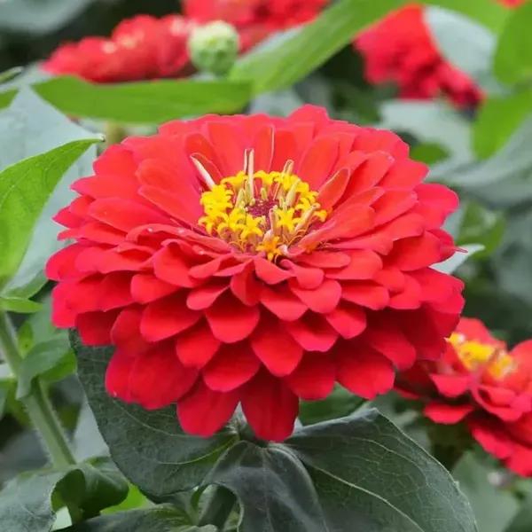 Zinnia_Flower_Plant_Red_For_Home_Garden
