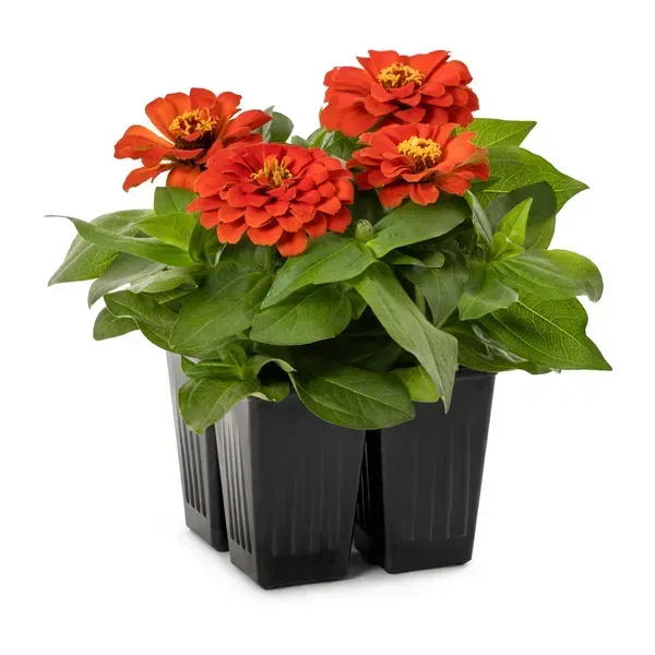 Zinnia_Flower_Plant_Red_For_Home_Garden