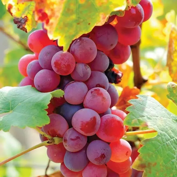 Thai_Variety_Seedless_Red_Grapes_Fruit_Plant