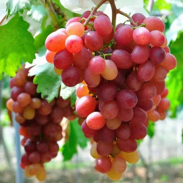 Thai_Variety_Seedless_Red_Grapes_Fruit_Plant