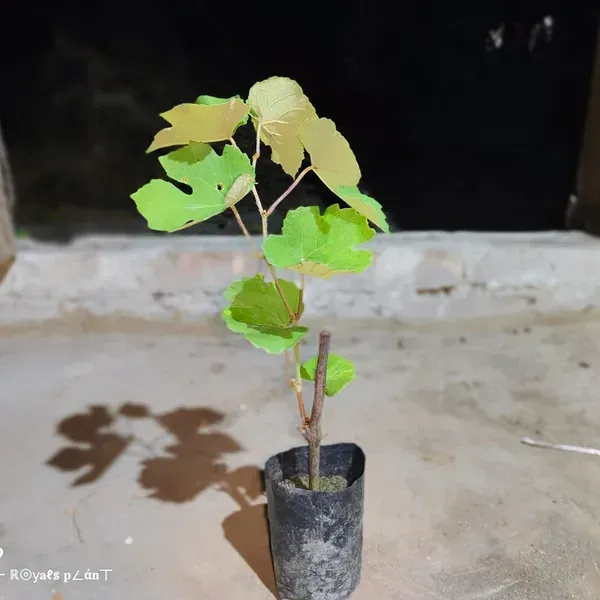 Thai_Variety_Seedless_Red_Grapes_Fruit_Plant