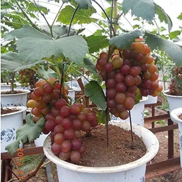 Thai_Variety_Seedless_Red_Grapes_Fruit_Plant