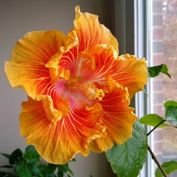 Australian_Variety_Grafted_Hibiscus_Flower_Plant