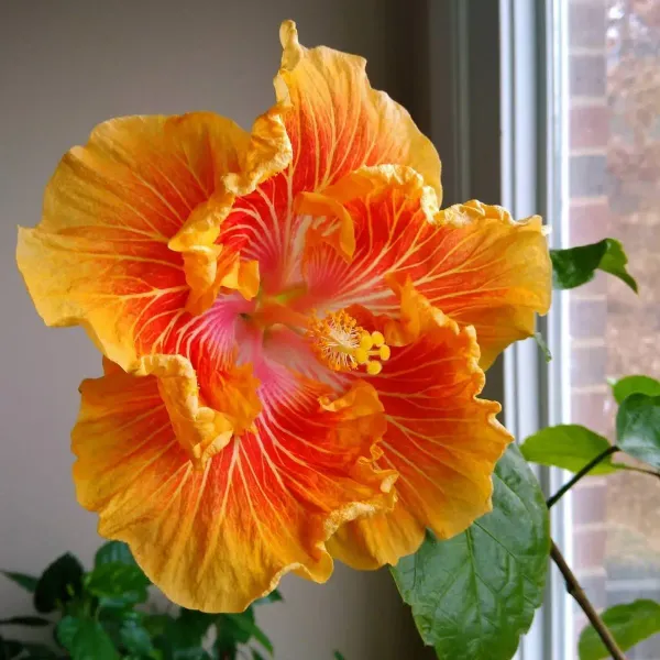 Australian_Variety_Grafted_Hibiscus_Flower_Plant