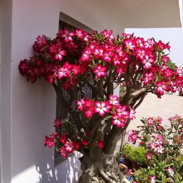 Adenium_Flower_Plants_Combo_Pack_Of_6
