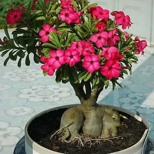 Adenium_Flower_Plants_Combo_Pack_Of_6