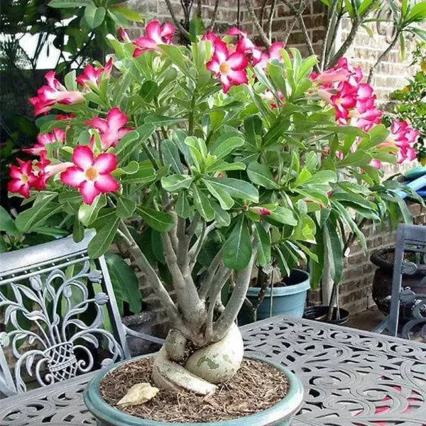 Adenium_Flower_Plants_Combo_Pack_Of_6