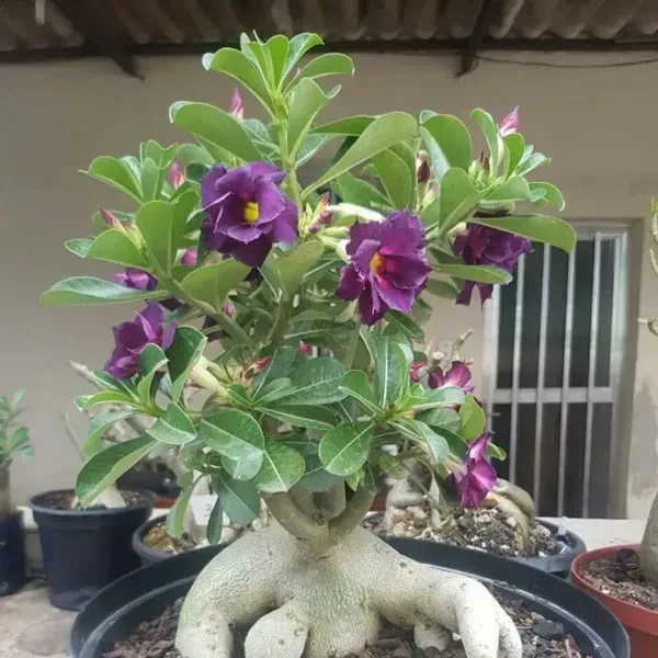 Adenium_Flower_Plants_Combo_Pack_Of_6