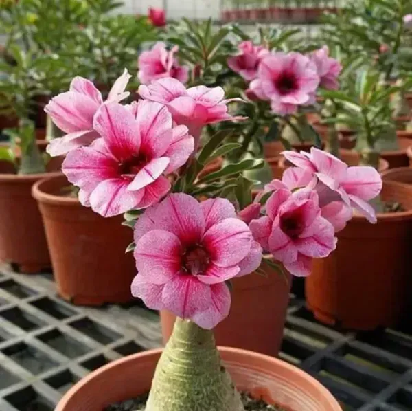Adenium_Flower_Plants_Combo_Pack_Of_6