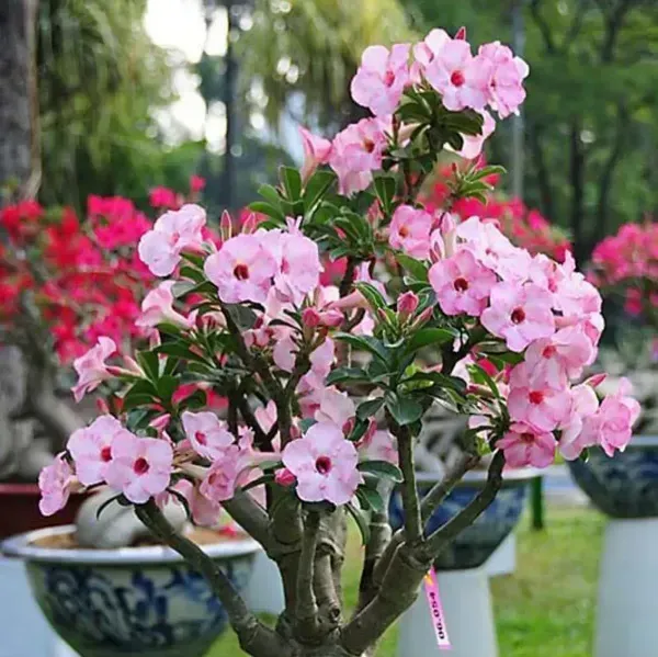 Adenium_Flower_Plants_Combo_Pack_Of_6