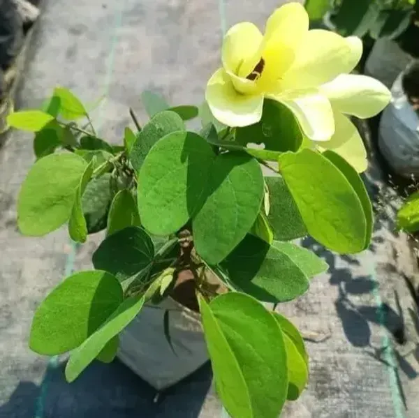 Bauhinia_Acuminata_Kanchan_Flower_Plant_Yellow