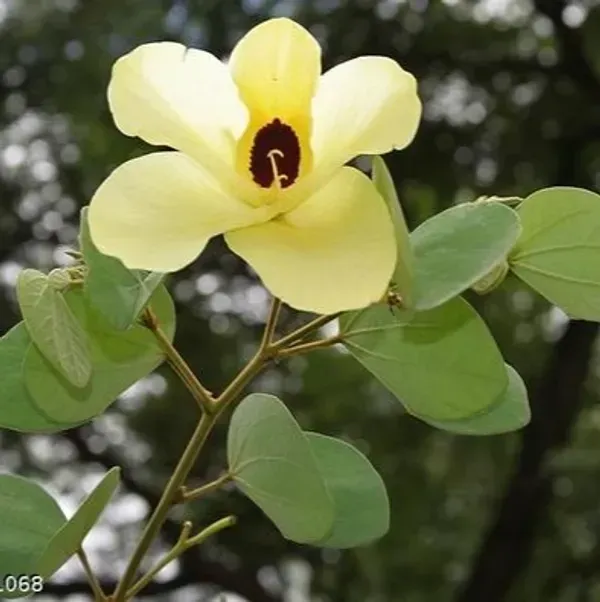 Bauhinia_Acuminata_Kanchan_Flower_Plant_Yellow
