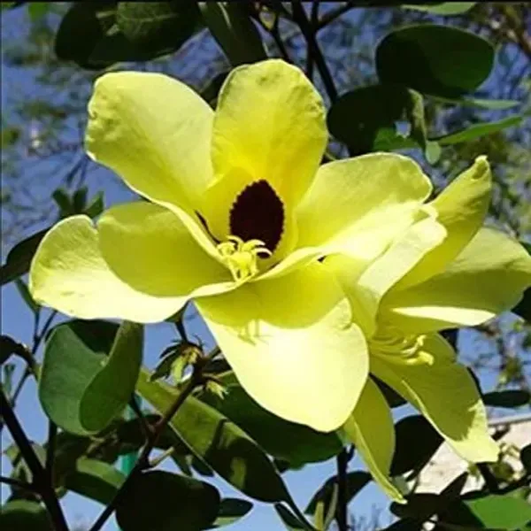 Bauhinia_Acuminata_Kanchan_Flower_Plant_Yellow