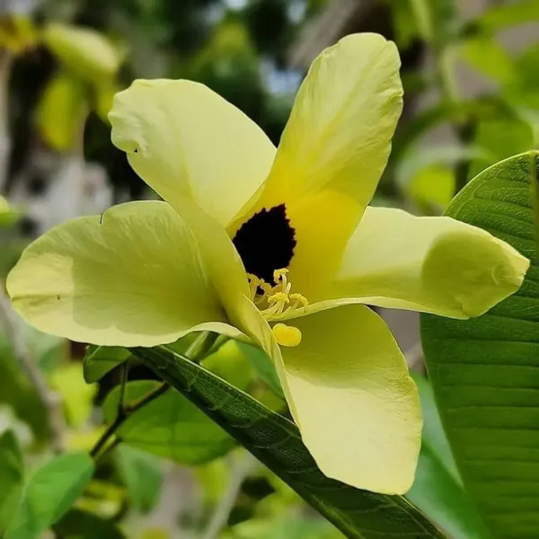 Bauhinia_Acuminata_Kanchan_Flower_Plant_Yellow