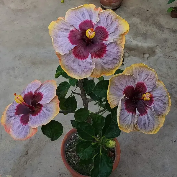 Australian_Variety_Grafted_Hibiscus_Flower_Plant