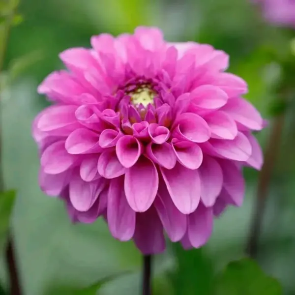 Dahlia_Flower_Plant_Purple_For_Home_Garden