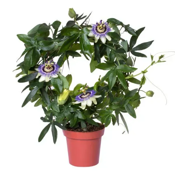 Passion_Flower_Plants_White_For_Home_Garden