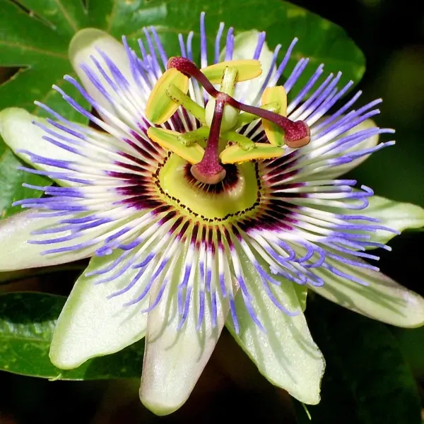 Passion_Flower_Plants_White_For_Home_Garden