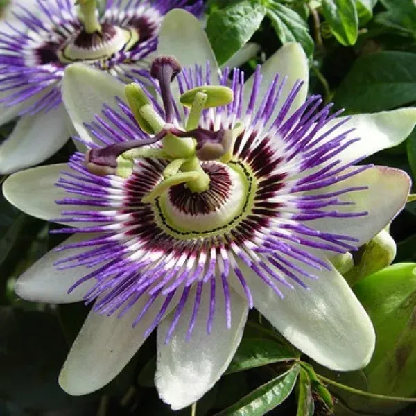Passion_Flower_Plants_White_For_Home_Garden