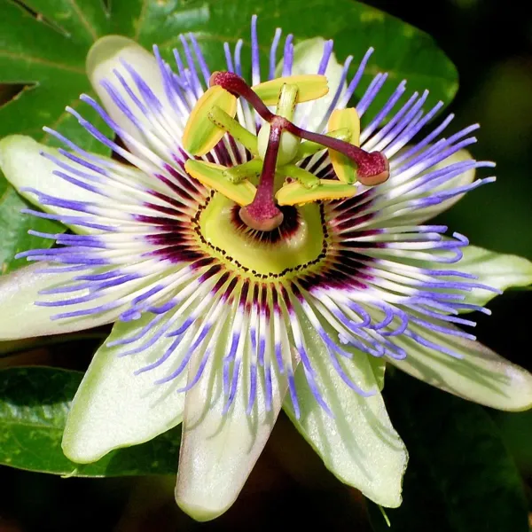 Passion_Flower_Plants_White_For_Home_Garden