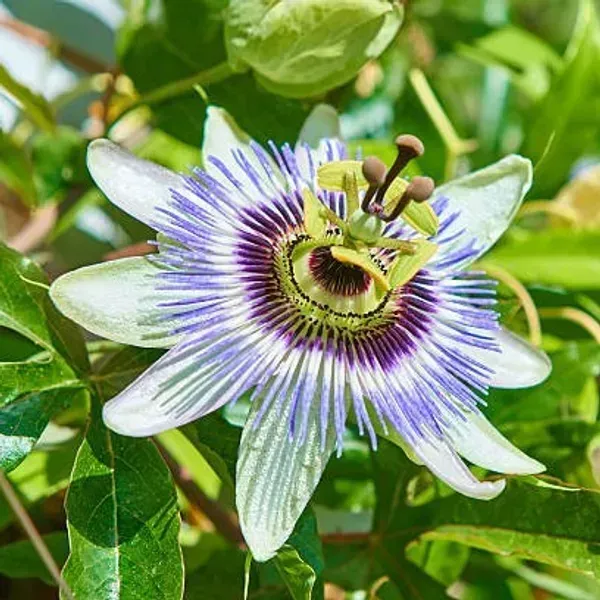 Passion_Flower_Plants_White_For_Home_Garden