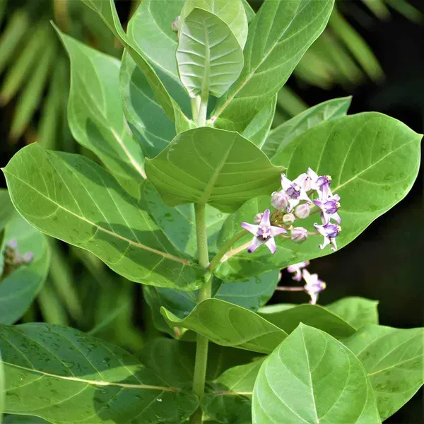Sweet_Akanda_Flower_Plant_For_Home_Garden