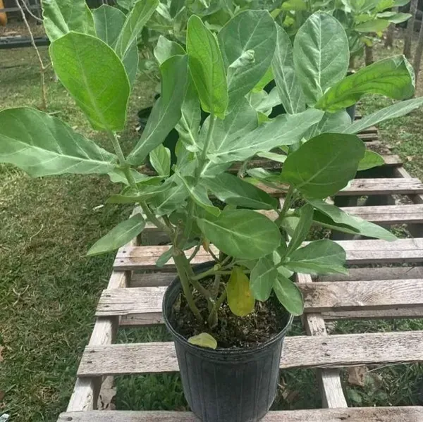 Sweet_Akanda_Flower_Plant_For_Home_Garden