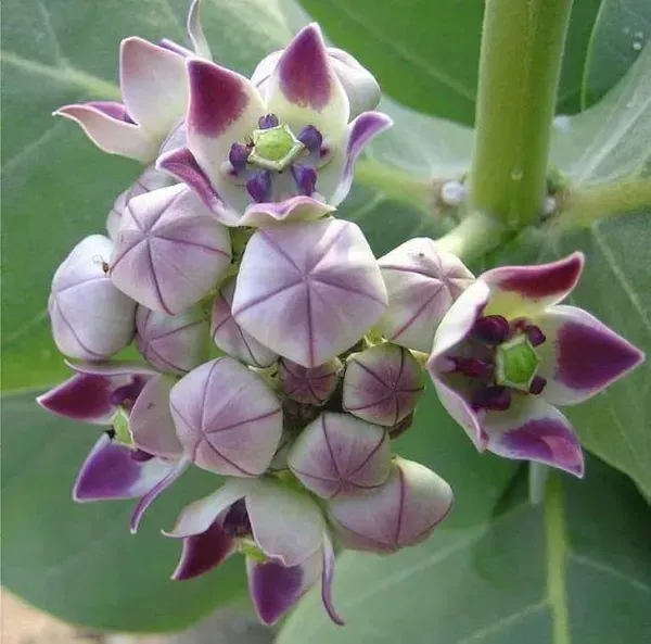 Sweet_Akanda_Flower_Plant_For_Home_Garden