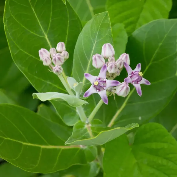 Sweet_Akanda_Flower_Plant_For_Home_Garden