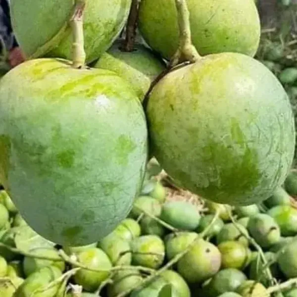 Govind_Vog_Mango_Grafted_Fruit_Plant