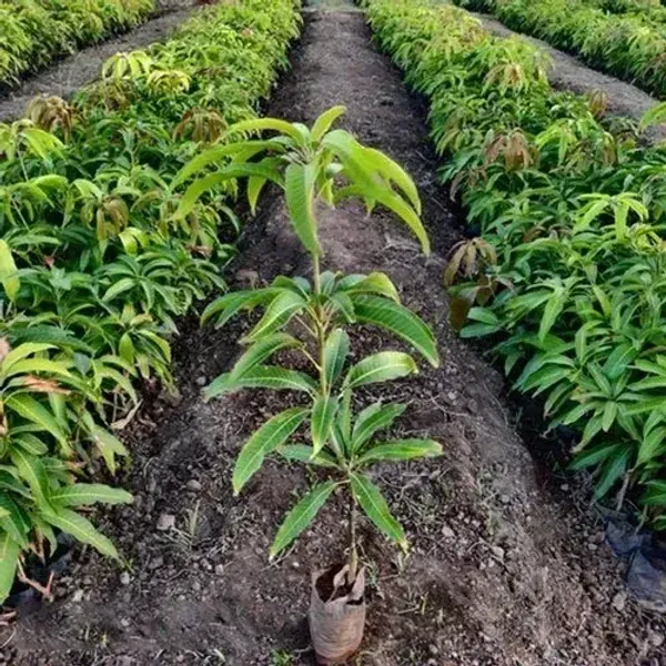 Govind_Vog_Mango_Grafted_Fruit_Plant