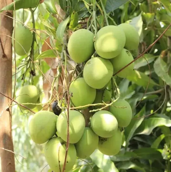 Govind_Vog_Mango_Grafted_Fruit_Plant