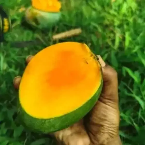 Govind_Vog_Mango_Grafted_Fruit_Plant
