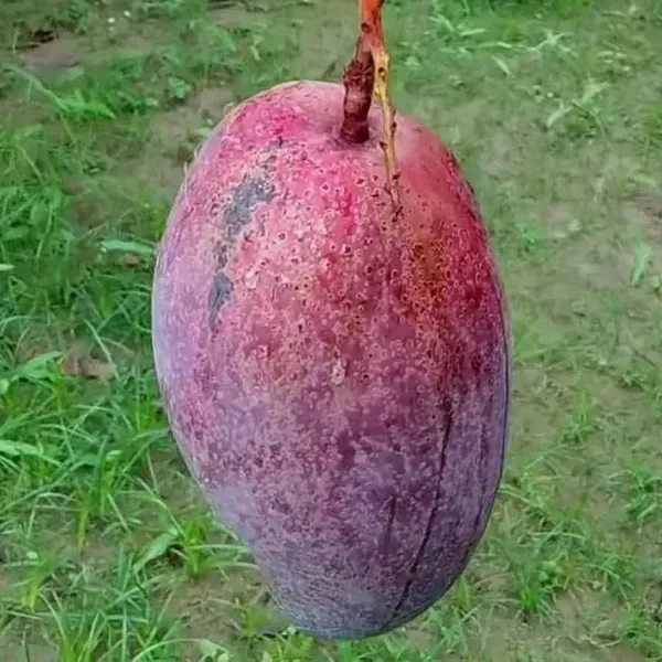 Katimon_Mango_Grafted_Fruit_Plant