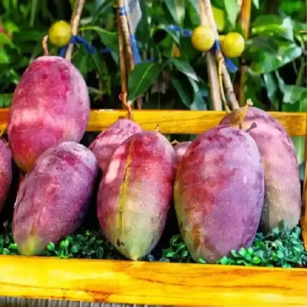 Katimon_Mango_Grafted_Fruit_Plant