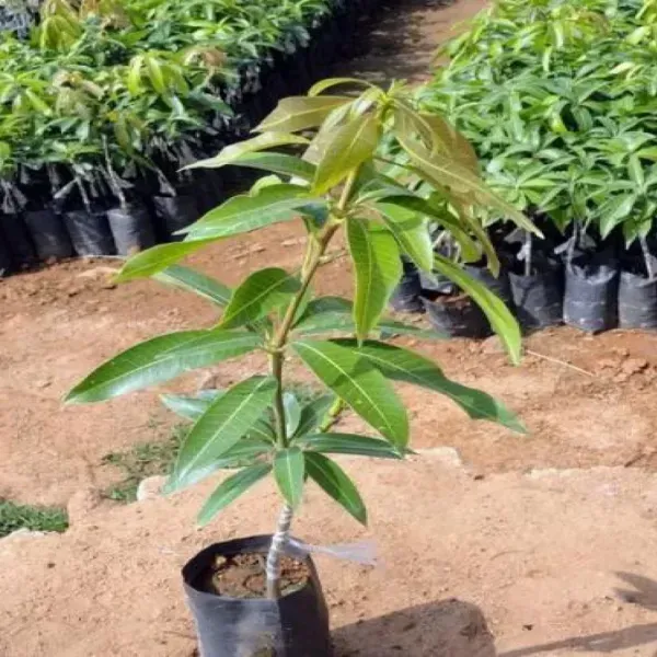 Katimon_Mango_Grafted_Fruit_Plant