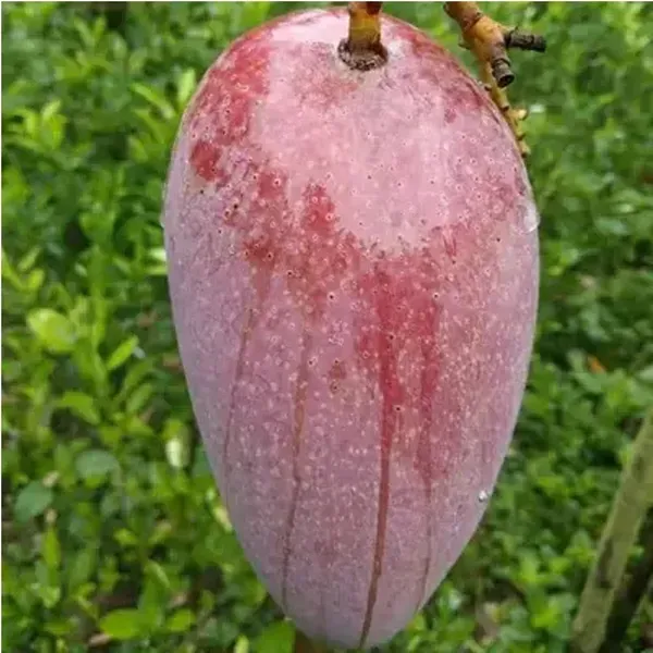 Katimon_Mango_Grafted_Fruit_Plant
