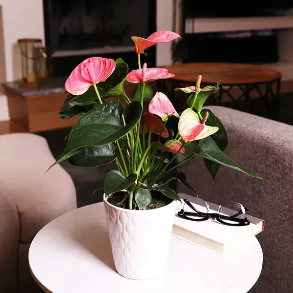 Anthurium_Andreanum_Pink_Gift_Plants