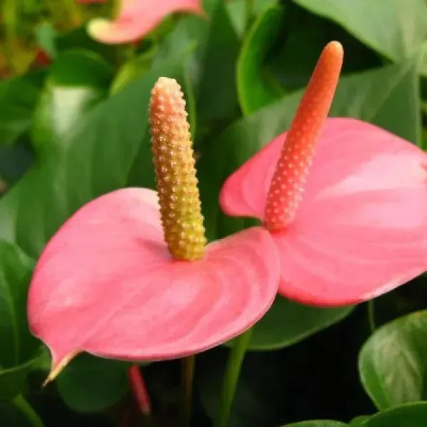 Anthurium_Andreanum_Pink_Gift_Plants