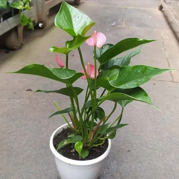 Anthurium_Andreanum_Pink_Gift_Plants