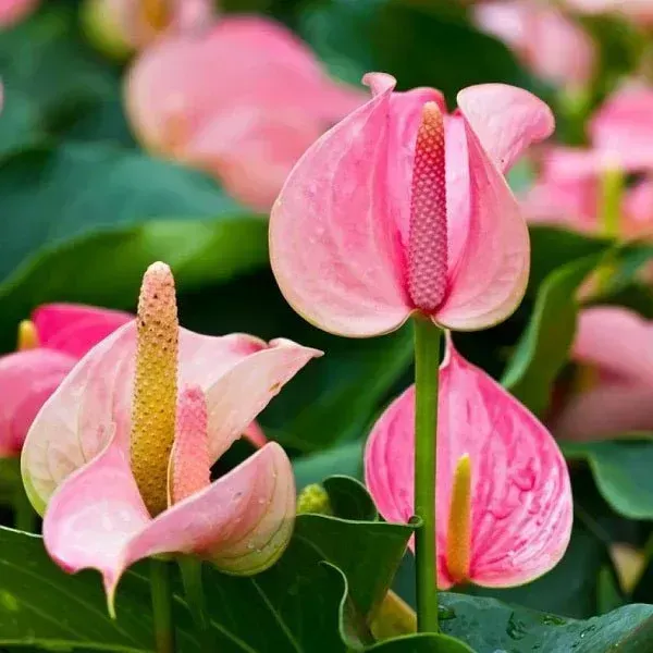 Anthurium_Andreanum_Pink_Gift_Plants