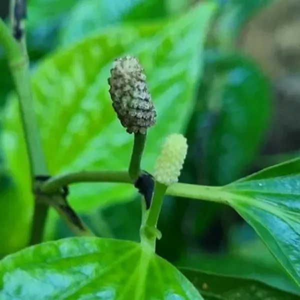 Long_Piper_Piple_Plants_For_Home_Garden